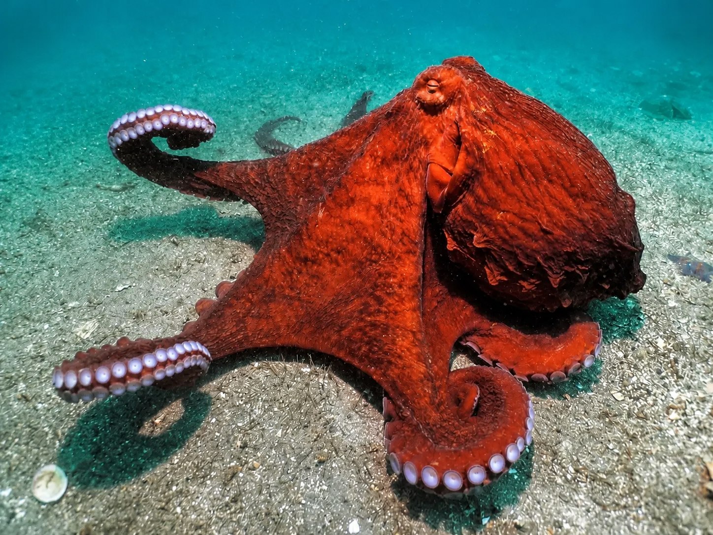 Гигантский осьминог на морском дне