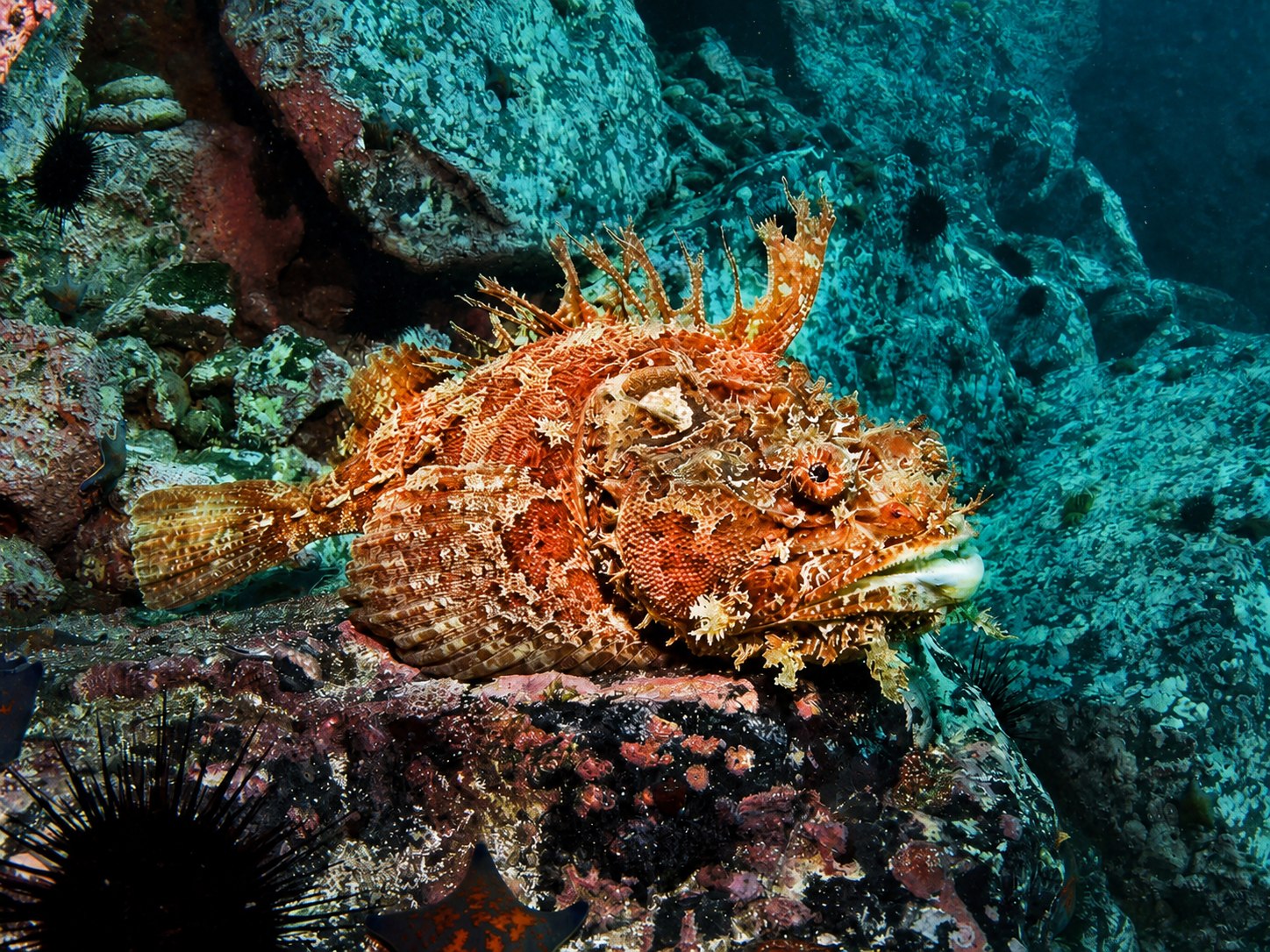 Морской ёрш среди камней в Японском море